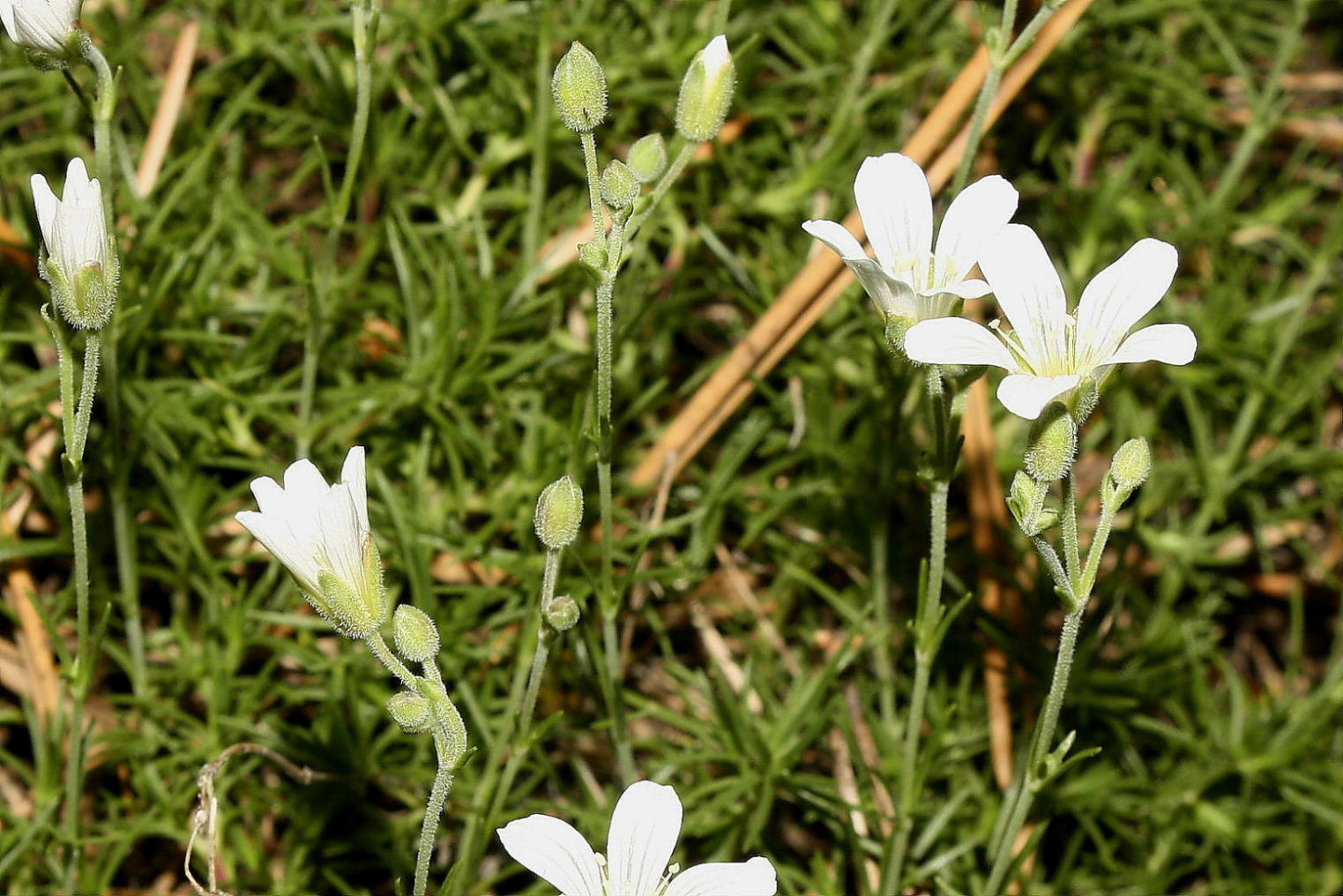 Cherleria (=Minuartia) laricifolia subsp. ophiolitica / Minuartia del serpentino